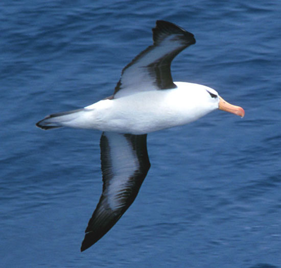 image of an albatross